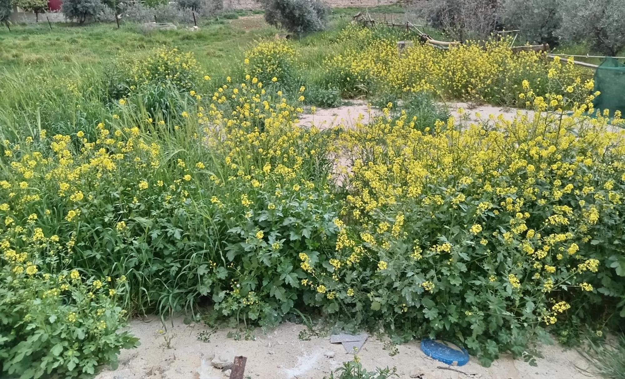 Emile Altwal Madaba Otel Dış mekan fotoğraf